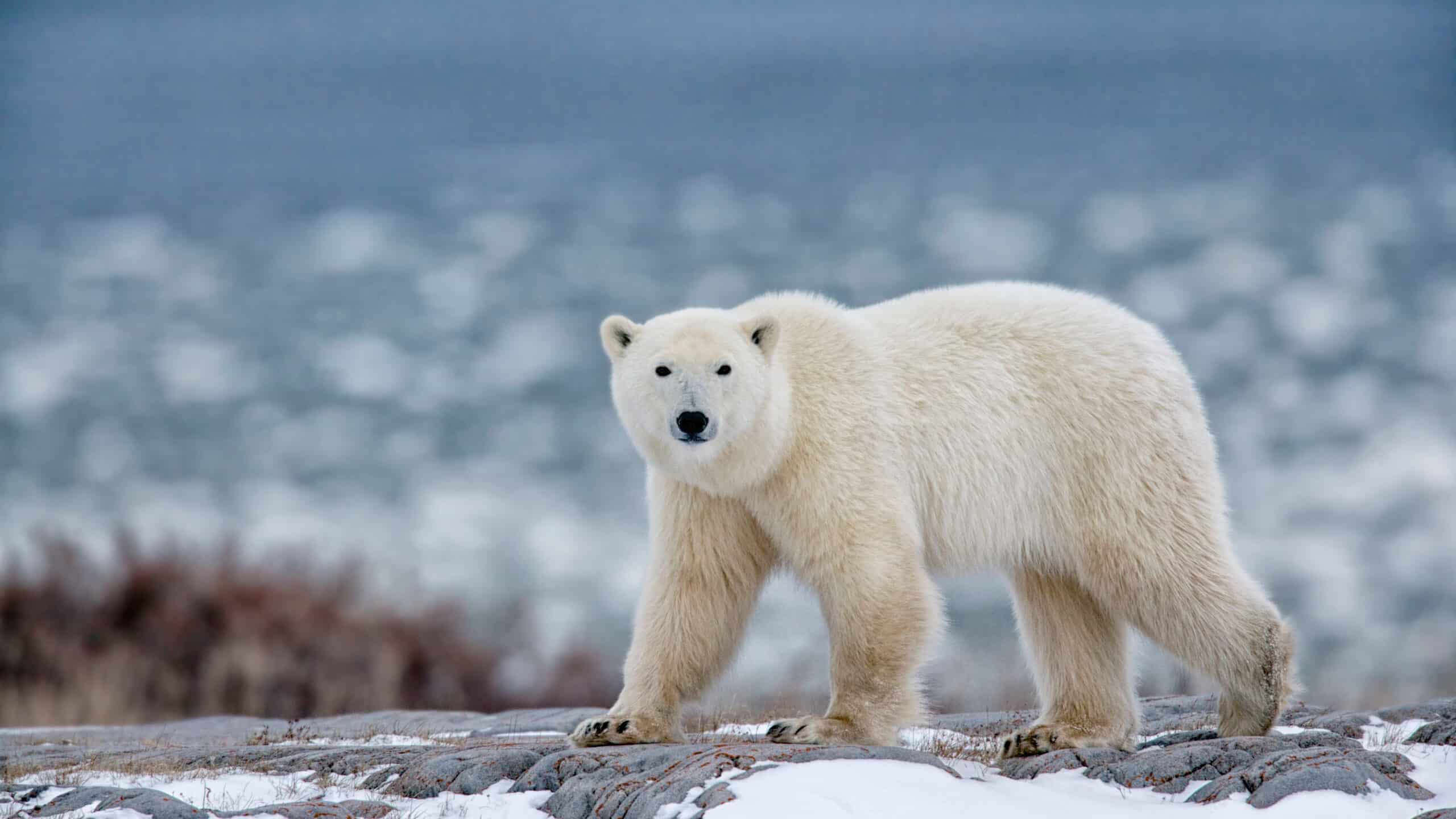 May contain a polar bear on a snowy rocky surface with blurred water in the background.