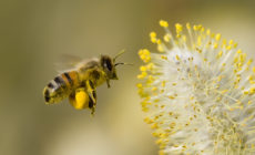 “Bee-friendly” plants could be poisoning your garden