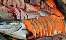 Coming to a grocery store near you: The Campaign for GE-Free Seafood