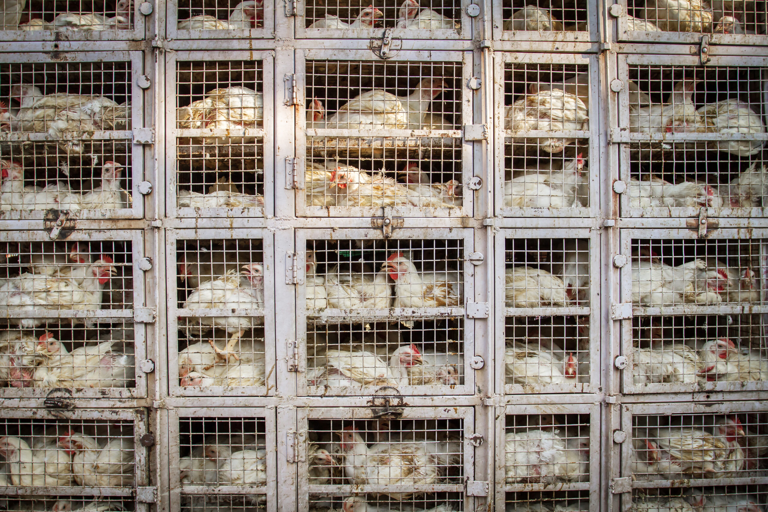 Demand that USDA stop supporting factory farms