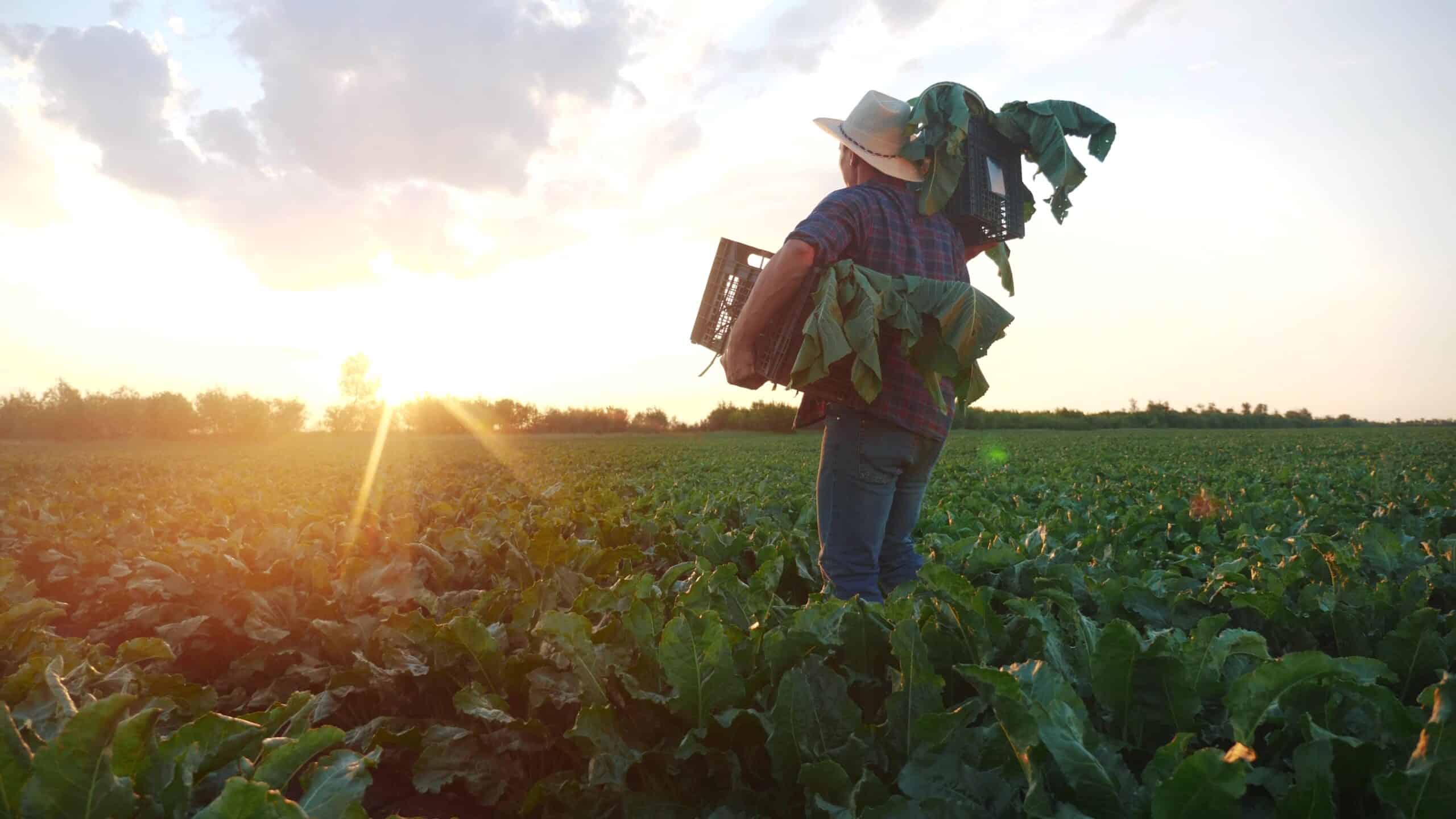 May contain a person wearing a hat in a field at sunset carrying boxes with green plants.