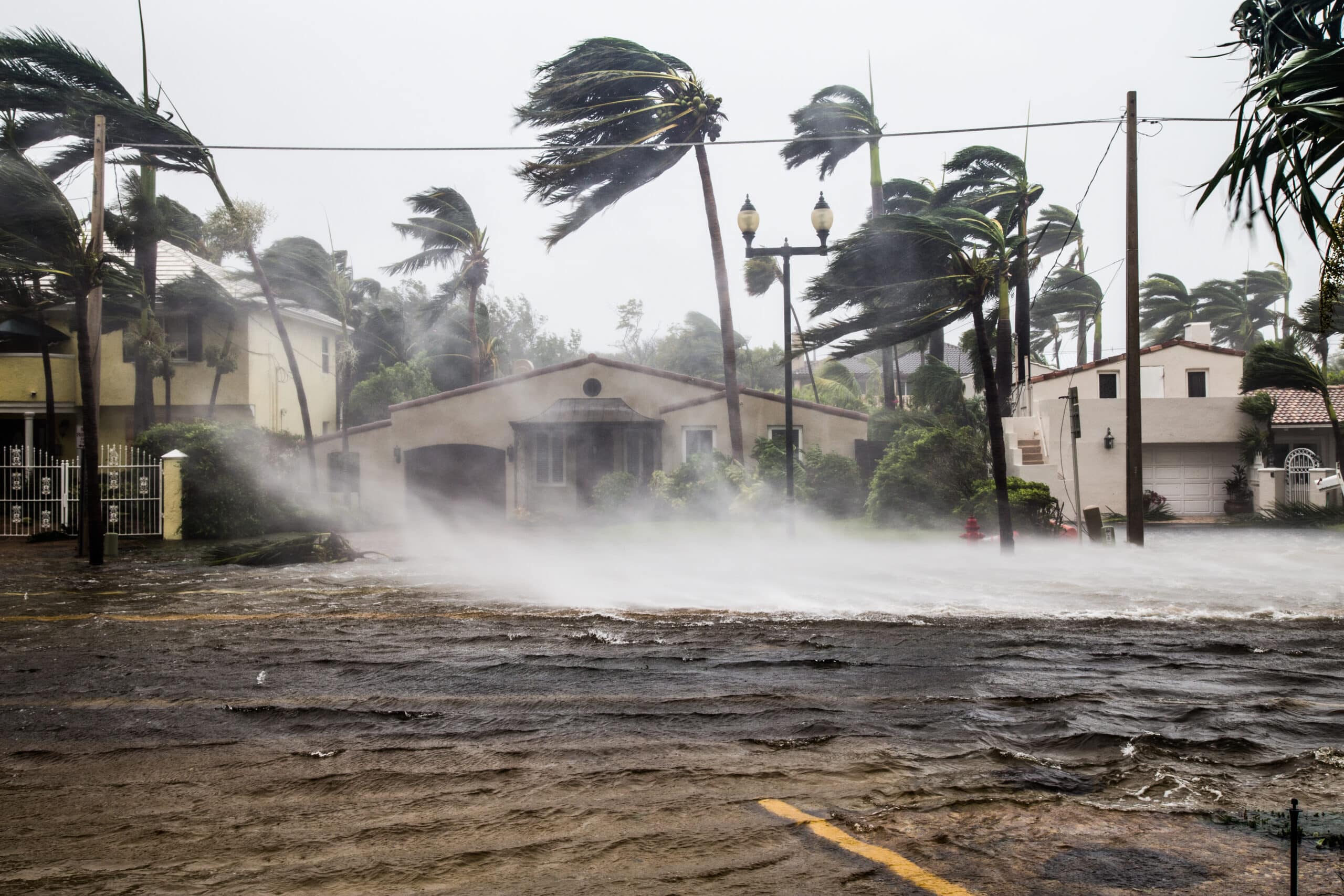 May contain flooded street with bent palm trees in high wind.