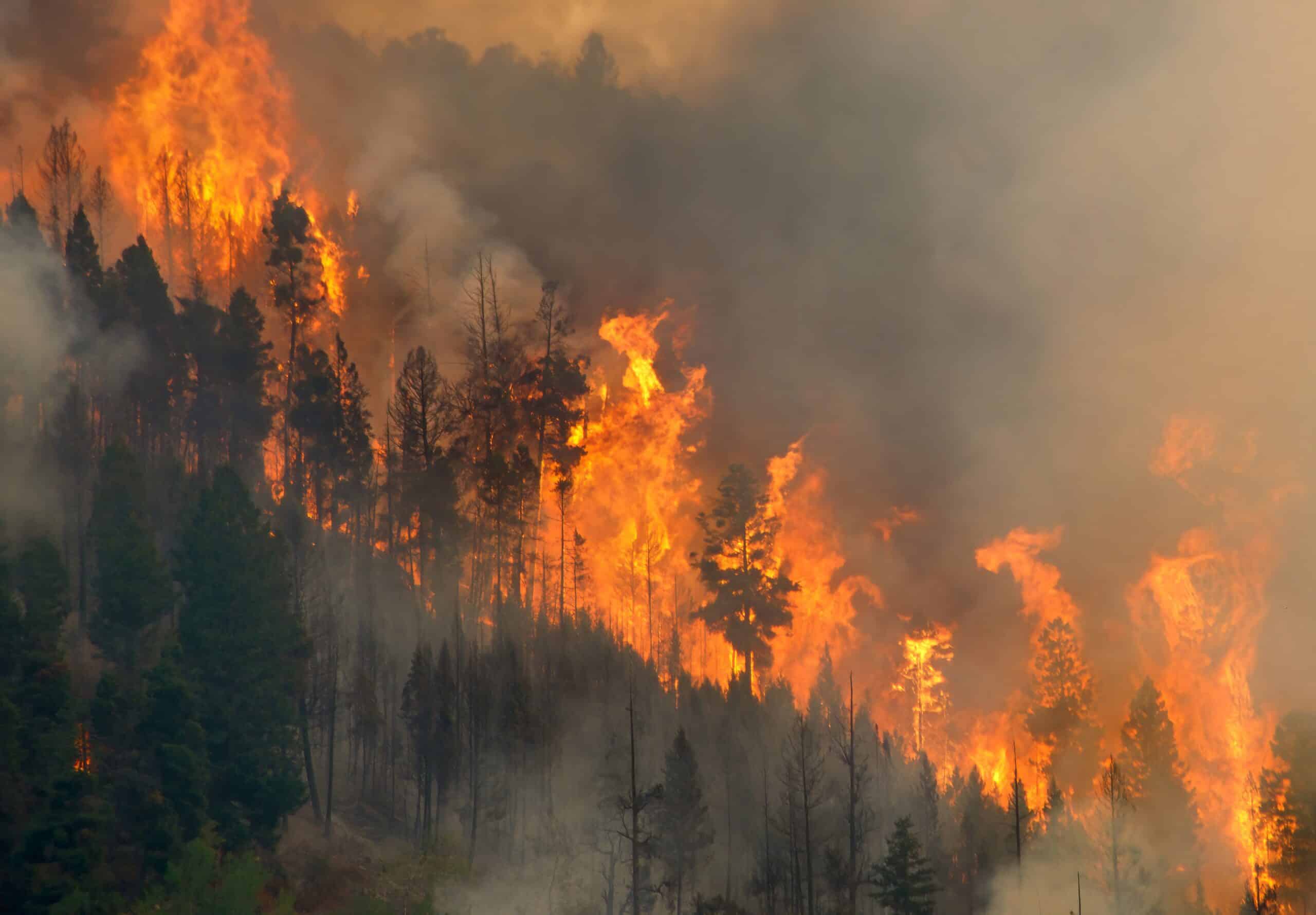 May contain a forest fire with bright orange flames and dark smoke.