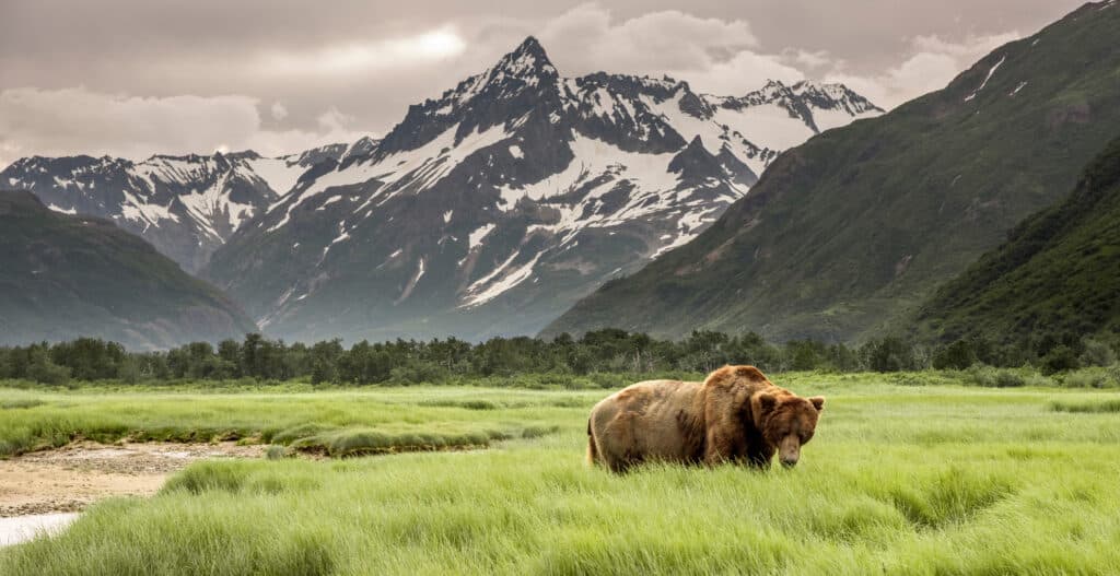 bear landscape