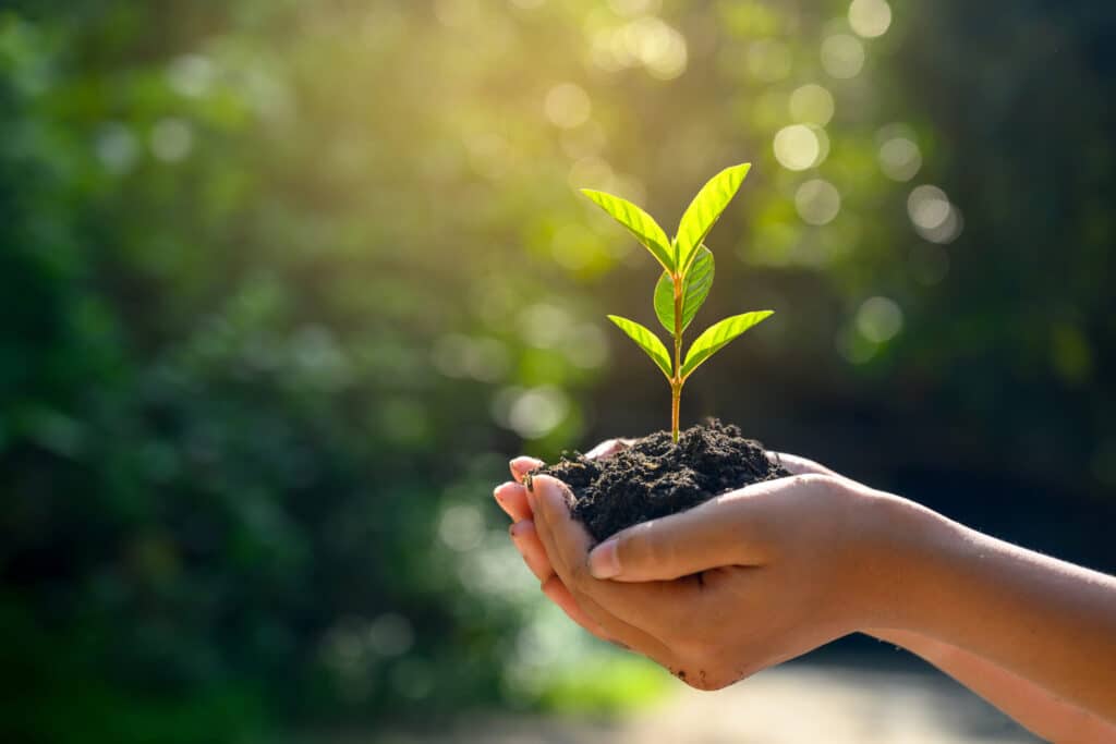 May contain hands holding a small plant in soil.