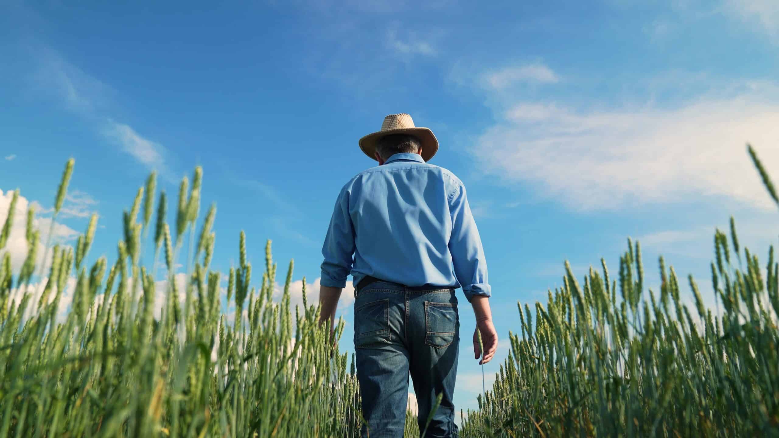 May contain person in straw hat and blue shirt walking through wheat field.